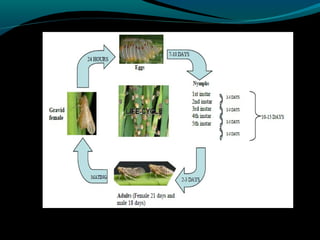 Hopper Rice Root RICE BROWN PLANT HOPPER | PPT