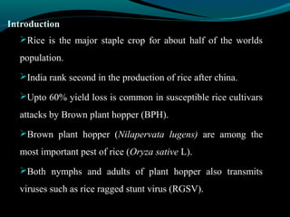 Hopper Rice Root RICE BROWN PLANT HOPPER | PPT