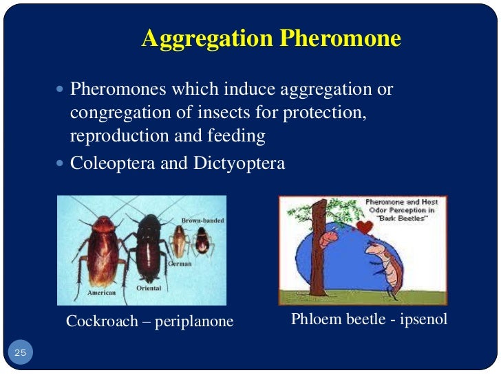 Pramod seminar checked