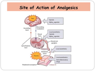 Site of Action of Analgesics
 