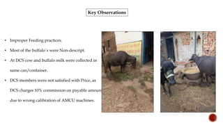 Key Observations
• Improper Feeding practices.
• Most of the buffalo`s were Non-descript.
• At DCS cow and buffalo milk were collected in
same can/container.
• DCS members were not satisfied with Price, as
DCS charges 10% commission on payable amount
due to wrong calibration of AMCU machines.
 