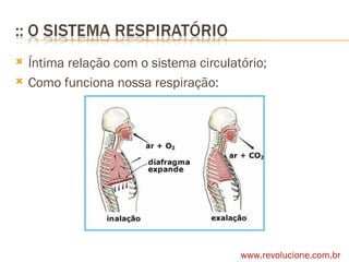 Íntima relação com o sistema circulatório; Como funciona nossa respiração: www.revolucione.com.br 