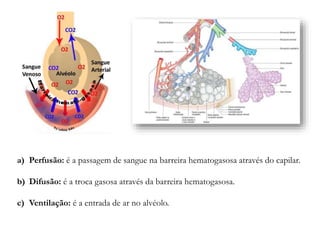 a) Perfusão: é a passagem de sangue na barreira hematogasosa através do capilar.
b) Difusão: é a troca gasosa através da barreira hematogasosa.
c) Ventilação: é a entrada de ar no alvéolo.
 