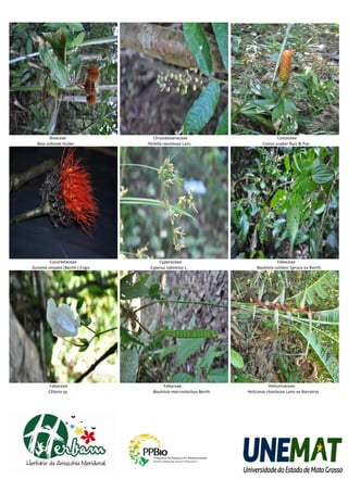 Bixaceae                   Chrysobalanaceae                             Costaceae
  Bixa arborea Huber             Hirtella racemosa Lam.                  Costus scaber Ruiz & Pav.




         Cucurbitaceae                Cyperaceae                                 Fabaceae
Gurania sinuata (Benth.) Cogn.    Cyperus odoratus L.                 Bauhinia rutilans Spruce ex Benth.




         Fabaceae                       Fabaceae                             Heliconiaceae
        Clitoria sp.               Bauhinia macrostachya Benth.   Heliconia chartacea Lane ex Barreiros
 