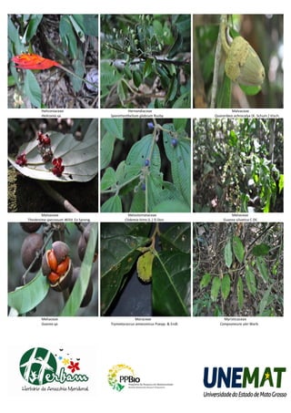 Heliconiaceae                             Hernandiaceae                             Malvaceae
        Heliconia sp.                   Sparattanthelium glabrum Rusby            Quararibea ochrocalyx (K. Schum.) Visch.




       Malvaceae                                  Melastomataceae                          Meliaceae
Theobroma speciosum Willd. Ex Spreng.           Clidemia hirta (L.) D.Don              Guarea silvatica C.DC




        Meliaceae                                     Moraceae                         Myristicaceae
        Guarea sp.                      Trymatococcus amazonicus Poepp. & Endl.      Compsoneura ulei Warb.
 