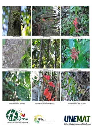 Myristicaceae                                Passifloraceae                       Passifloraceae
    Iryanthera juruensis Warb.                     Passiflora coccinea Aubl.         Passiflora coccinea Aubl.




         Piperaceae                                    Piperaceae                          Rubiaceae
Peperomia macrostachya (Vahl) A.Dietr.           Piper paraense (Mip.) C.DC.        Isertia hypoleuca Benth.




          Rubiaceae                                  Rubiaceae                             Rubiaceae
  Sabicea amazonensis Wernham            Warszewiczia coccinea (Vahl) Klotzsch   Uncaria guianensis (Aubl.) J.F.Gmel.
 