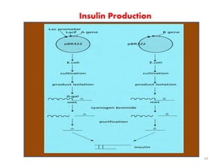 Insulin Production 
14 
 