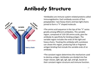 Antibody Structure 
•Antibodies are immune system-related proteins called 
immunoglobulins. Each antibody consists of four 
polypeptides– two heavy chains and two light chains 
joined to form a "Y" shaped molecule. 
•The amino acid sequence in the tips of the "Y" varies 
greatly among different antibodies. This variable 
region, composed of 110-130 amino acids, give the 
antibody its specificity for binding antigen. The 
variable region includes the ends of the light and 
heavy chains. Treating the antibody with a protease 
can cleave this region, producing Fab or fragment 
antigen binding that include the variable ends of an 
antibody. 
•The constant region determines the mechanism used 
to destroy antigen. Antibodies are divided into five 
major classes, IgM, IgG, IgA, IgD, and IgE, based on 
their constant region structure and immune function. 
17 
 