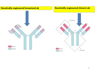Genetically engineered humanized ab Genetically engineered chimeric ab 
18 
 