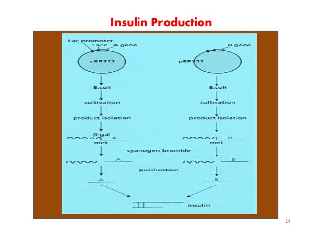 development of insulin using recombinant dna technologies Human insulin manufactured using recombinant dna technology has growth and development in of human insulin (recombinant dna) in patients. development of insulin using recombinant dna technologies Human insulin manufactured using recombinant dna technology has growth and development in of human insulin (recombinant dna) in patients.