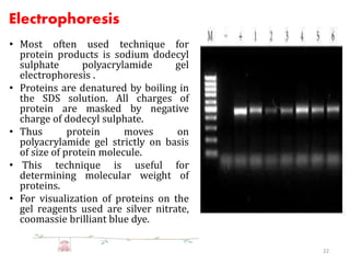 Electrophoresis 
• Most often used technique for 
protein products is sodium dodecyl 
sulphate polyacrylamide gel 
electrophoresis . 
• Proteins are denatured by boiling in 
the SDS solution. All charges of 
protein are masked by negative 
charge of dodecyl sulphate. 
• Thus protein moves on 
polyacrylamide gel strictly on basis 
of size of protein molecule. 
• This technique is useful for 
determining molecular weight of 
proteins. 
• For visualization of proteins on the 
gel reagents used are silver nitrate, 
coomassie brilliant blue dye. 
22 
 