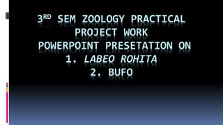 3RD SEM ZOOLOGY PRACTICAL
PROJECT WORK
POWERPOINT PRESETATION ON
1. LABEO ROHITA
2. BUFO
 