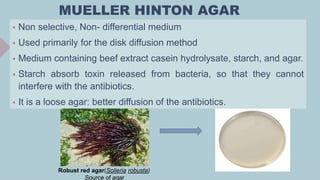 MUELLER HINTON AGAR
 Non selective, Non- differential medium
 Used primarily for the disk diffusion method
 Medium containing beef extract casein hydrolysate, starch, and agar.
 Starch absorb toxin released from bacteria, so that they cannot
interfere with the antibiotics.
 It is a loose agar: better diffusion of the antibiotics.
Robust red agar(Solieria robusta)
Source of agar
 