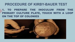 PROCEDURE OF KIRBY-BAUER TEST
1. TO PREPARE THE INOCULUM FROM THE
PRIMARY CULTURE PLATE, TOUCH WITH A LOOP
ON THE TOP OF COLONIES
 