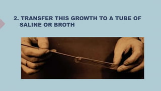 2. TRANSFER THIS GROWTH TO A TUBE OF
SALINE OR BROTH
 