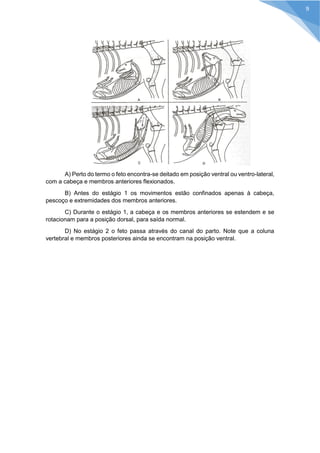 A) Perto do termo o feto encontra-se deitado em posição ventral ou ventro-lateral, com a cabeça e membros anteriores flexionados. 
B) Antes do estágio 1 os movimentos estão confinados apenas à cabeça, pescoço e extremidades dos membros anteriores. 
C) Durante o estágio 1, a cabeça e os membros anteriores se estendem e se rotacionam para a posição dorsal, para saída normal. 
D) No estágio 2 o feto passa através do canal do parto. Note que a coluna vertebral e membros posteriores ainda se encontram na posição ventral. 
9  