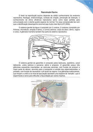 Reprodução Equina 
O êxito na reprodução eqüina depende de sólido conhecimento da anatomia reprodutiva, fisiologia, endocrinologia, conduta de criação, prevenção de doenças, o conhecimento de ótima eficiência reprodutiva serve como base perfeita para comunicação com o cliente quanto esperar do normal. Ter essa compreensão faz com que a identificação desempenho anormal seja muito mais fácil (LEY,2004). 
O sistema genital da égua é composto por 2 ovários, 2 ovidutos (composto por fímbrias, infundíbulo, ampola e istmo), 2 cornos uterinos, corpo do útero, cérvix, vagina e vulva. A glândula mamária também faz parte do sistema reprodutivo. 
O sistema genital do garanhão é composto pelos testículos, epidídimo, canal deferente, uretra (pélvica e peniana), pênis e prepúcio. O garanhão possui três glândulas acessórias importantes: as vesículas seminais, com função de produzir a maior parte do sêmen, servindo para o transporte e nutrição dos espermatozoides; a próstata, com função de neutralizar o pH ácido da vagina; e as glândulas bulbouretrais, que limpam a uretra e ao final da ejaculação secretam uma espécie de “tampão”, que é espermicida e serve para dificultar a fecundação por outros machos. 
3  