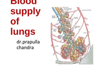 Blood
supply
of
lungs
dr.prapulla
chandra
 
