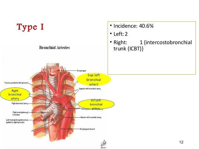 blood supply of lungs