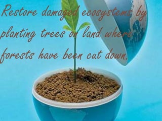 Restore damaged ecosystems by
planting trees on land where
forests have been cut down.
 