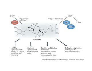 Image from "Principles of c-di-GMP signalling in bacteria" by Regine Hengge.
 