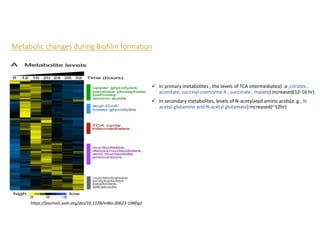 Metabolic changes during Biofilm formation
 In primary metabolites , the levels of TCA intermediates(i .e ,citrates ,
aconitate, succinyl-coenzyme A , succinate , malate) increased(12-16 hr)
 In secondary metabolites, levels of N-acetylated amino acids(e. g., N-
acetyl-glutamine and N-acetyl glutamate) increased(~12hr)
https://journals.asm.org/doi/10.1128/mBio.00623-19#fig2
 