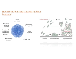 How biofilm form help in escape antibiotic
treatment
Limited
penetrance
Physiological
heterogeneity
Stress
responses
Persister cells
Reduced drug
exposure
Induction of
error-prone
damage repair
pathways
Exchange of
resistance
elements
 