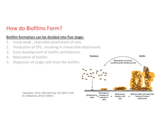 How do Biofilms Form?
Biofilm formation can be divided into five stage:
1. Initial weak , reversible attachment of cells.
2. Production of EPS , resulting in irreversible attachment.
3. Early development of biofilm architecture.
4. Maturation of biofilm.
5. Dispersion of single cells from the biofilm.
Vasudevan, 2014, J Microbiol Exp 1(3): 00014. DOI:
10.15406/jmen.2014.01.00014
 
