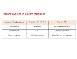 Properties of The Substratum Properties of The Bulk Fluid Properties of Cell
Hydrophobicity Temperature Cell surface hydrophobicity
Conditioning film pH Extracellular appendages
Texture or roughness Velocity and nutrients Extracellular polymeric substances
Factors Involved in Biofilm formation
 