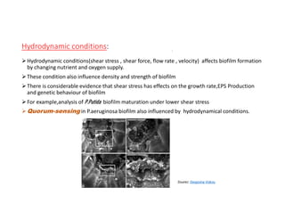 Hydrodynamic conditions:
Hydrodynamic conditions(shear stress , shear force, flow rate , velocity) affects biofilm formation
by changing nutrient and oxygen supply.
These condition also influence density and strength of biofilm
There is considerable evidence that shear stress has effects on the growth rate,EPS Production
and genetic behaviour of biofilm
For example,analysis of P.Putida biofilm maturation under lower shear stress
Quorum-sensing in P.aeruginosa biofilm also influenced by hydrodynamical conditions.
Sourec: Despoina Vokou
 
