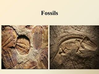 Fossils
 