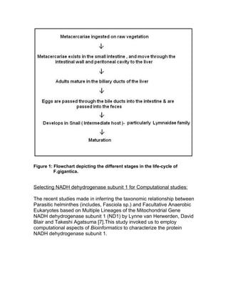 Figure 1: Flowchart depicting the different stages in the life-cycle of
          F.gigantica.


Selecting NADH dehydrogenase subunit 1 for Computational studies:

The recent studies made in inferring the taxonomic relationship between
Parasitic helminthes (includes, Fasciola sp.) and Facultative Anaerobic
Eukaryotes based on Multiple Lineages of the Mitochondrial Gene
NADH dehydrogenase subunit 1 (ND1) by Lynne van Herwerden, David
Blair and Takeshi Agatsuma [7].This study invoked us to employ
computational aspects of Bioinformatics to characterize the protein
NADH dehydrogenase subunit 1.
 