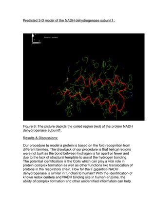 Predicted 3-D model of the NADH dehydrogenase subunit1 :




Figure 6: The picture depicts the coiled region (red) of the protein NADH
dehydrogenase subunit1.

Results & Discussions:

Our procedure to model a protein is based on the fold recognition from
different families. The drawback of our procedure is that helical regions
were not built as the bond between hydrogen is far apart or fewer and
due to the lack of structural template to assist the hydrogen bonding.
The potential identification is the Coils which can play a vital role in
protein complex formation as well as other functions like translocation of
protons in the respiratory chain. How far the F.gigantica NADH
dehydrogenase is similar in function to human? With the identification of
known redox centers and NADH binding site in human enzyme, the
ability of complex formation and other unidentified information can help
 