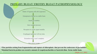 12
PRIMARY BLOAT/ FROTHY BLOAT PATHOPHYSIOLOGY
Intake of legumes alfa alfa (saponins)
Entrapment of gases in a stable foam
Small gas bubbles
Intra ruminal pressure
Receptors in cardia signal medulla
Esophageal sphincter will not relax
Eructation reflex can’t complete
Gas cannot escape
• Fine particles arising from fragmentation and rupture of chloroplasts that prevent the coalescence of gas bubbles.
• Ruminal bacteria produce an excessive amount of exopolysaccharides or bacterial slime forms stable foam.
(Majak et al., 2003)
 