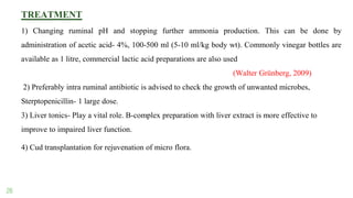 26
TREATMENT
1) Changing ruminal pH and stopping further ammonia production. This can be done by
administration of acetic acid- 4%, 100-500 ml (5-10 ml/kg body wt). Commonly vinegar bottles are
available as 1 litre, commercial lactic acid preparations are also used
(Walter Grünberg, 2009)
2) Preferably intra ruminal antibiotic is advised to check the growth of unwanted microbes,
Sterptopenicillin- 1 large dose.
3) Liver tonics- Play a vital role. B-complex preparation with liver extract is more effective to
improve to impaired liver function.
4) Cud transplantation for rejuvenation of micro flora.
 