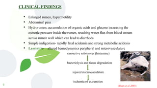 8
CLINICAL FINDINGS
• Enlarged rumen, hypermotility
• Abdominal pain
• Hydrorumen; accumulation of organic acids and glucose increasing the
osmotic pressure inside the rumen, resulting water flux from blood stream
across rumen wall which can lead to diarrhoea
• Simple indigestion- rapidly fatal acidemia and strong metabolic acidosis
• Laminitis- altered hemodynamics peripheral and microvasculature
vasoactive substances (histamine)
bacteriolysis and tissue degradation
injured microvasculature
ischemia of extremities
(Kleen et al.,2003)
 