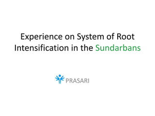 Experience on System of Root
Intensification in the Sundarbans


             PRASARI
 