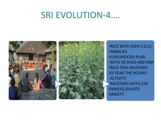 SRI EVOLUTION-4….


              •RICE WITH (929+1211)
              •FAMILIES
              •LIVELIHOODS PLAN
               WITH 50 SHGS-600 FAM
              •RICE-FISH-MUSTARD
              AS YEAR THE ROUND
               ACTIVITY
              •MUSTARD WITH-230
              FAMILES,RAIJATA
              VARIETY
 