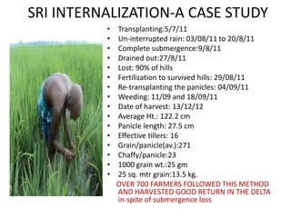 SRI INTERNALIZATION-A CASE STUDY
          •   Transplanting:5/7/11
          •   Un-interrupted rain: 03/08/11 to 20/8/11
          •   Complete submergence:9/8/11
          •   Drained out:27/8/11
          •   Lost: 90% of hills
          •   Fertilization to survived hills: 29/08/11
          •   Re-transplanting the panicles: 04/09/11
          •   Weeding: 11/09 and 18/09/11
          •   Date of harvest: 13/12/12
          •   Average Ht.: 122.2 cm
          •   Panicle length: 27.5 cm
          •   Effective tillers: 16
          •   Grain/panicle(av.):271
          •   Chaffy/panicle:23
          •   1000 grain wt.:25 gm
          •   25 sq. mtr grain:13.5 kg.
              OVER 700 FARMERS FOLLOWED THIS METHOD
              AND HARVESTED GOOD RETURN IN THE DELTA
              in-spite of submergence loss
 