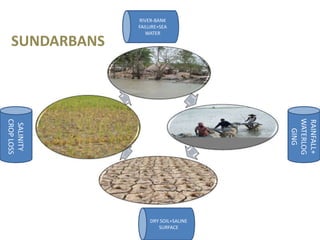 RIVER-BANK
               FAILURE+SEA
                  WATER

  SUNDARBANS




                                     WATERLOG
CROP LOSS




                                     RAINFALL+
 SALINITY




                                       GING
                   DRY SOIL+SALINE
                      SURFACE
 