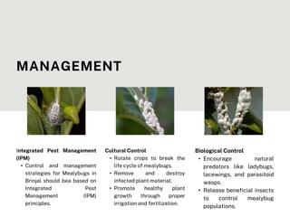Prashant Mealybug.pptx