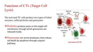CELL AND HUMORAL immunity 1.pptx