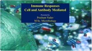 Immune Responses
Cell and Antibody Mediated
Presented by
Prashant Yadav
M.Sc. Microbiology
 