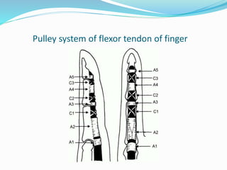 Pulley system of flexor tendon of finger
 
