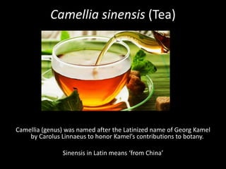 Camellia sinensis (Tea)
Camellia (genus) was named after the Latinized name of Georg Kamel
by Carolus Linnaeus to honor Kamel’s contributions to botany.
Sinensis in Latin means ‘from China’
 