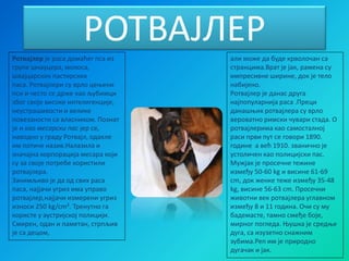 Sisari Svinja Rotvajler Labrador Britanska Kratkodlaka Macka | PPT