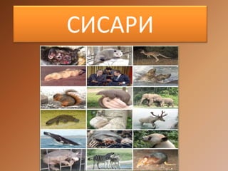 СИСАРИ
 