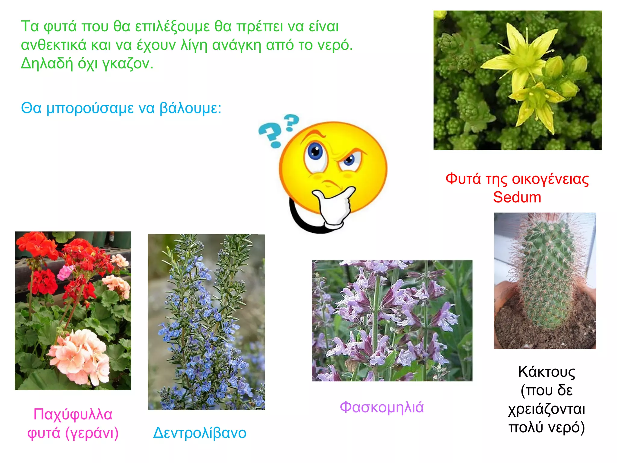 Τα φυτά που θα επιλέξουμε θα πρέπει να είναι
ανθεκτικά και να έχουν λίγη ανάγκη από το νερό.
Δηλαδή όχι γκαζον.

Θα μπορούσαμε να βάλουμε:



                                                          Φυτά της οικογένειας
                                                                Sedum




                                                                   Κάκτους
                                                                    (που δε
 Παχύφυλλα                                   Φασκομηλιά           χρειάζονται
φυτά (γεράνι)     Δεντρολίβανο                                    πολύ νερό)
 