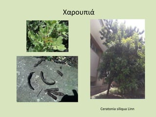 Χαρουπιά
Ceratonia siliqua Linn
 