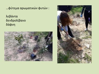 …φύτεμα αρωματικών φυτών :
λεβάντα
δενδρολίβανο
δάφνη
 